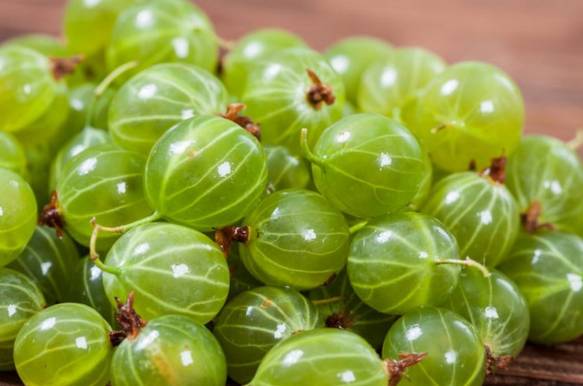 Можно ли кормящей маме крыжовник: личный опыт кормящей мамы