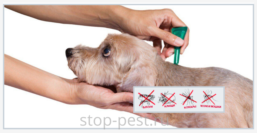 10 главных ошибок при защите от клещей