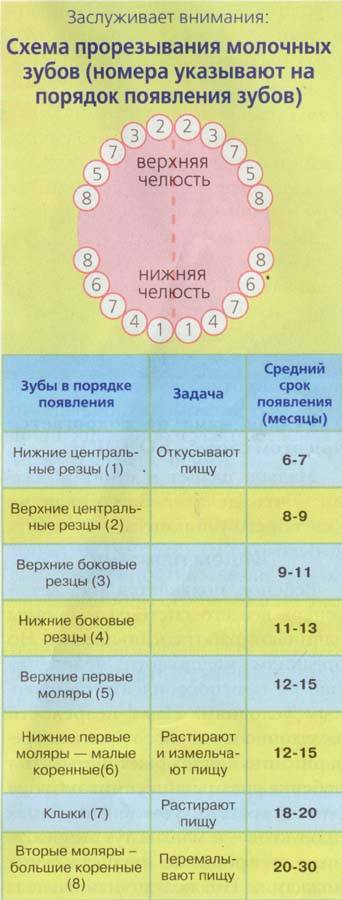 Прорезывание зубов, признаки и продолжительность