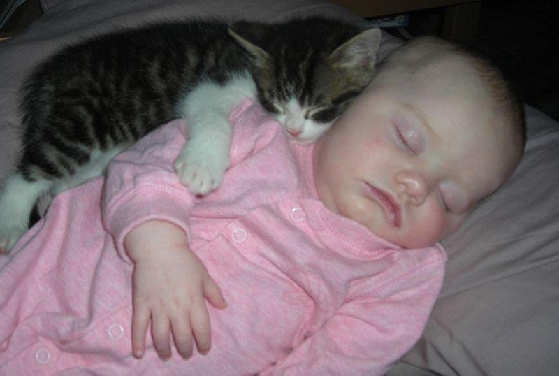Кошка спит в кроватке с младенцем: опасно ли это - kpoxainfo.ru