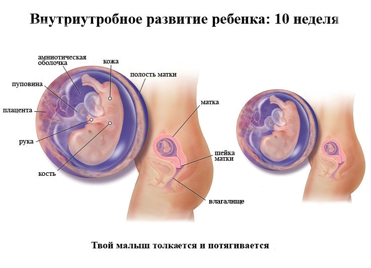 Развитие плода и изменения на 10-й неделе беременности
