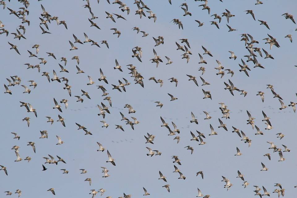 Почему летают птицы (как объяснить ребенку 3-5 лет)