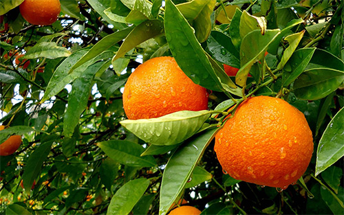 Апельсины для кормящей мамы
