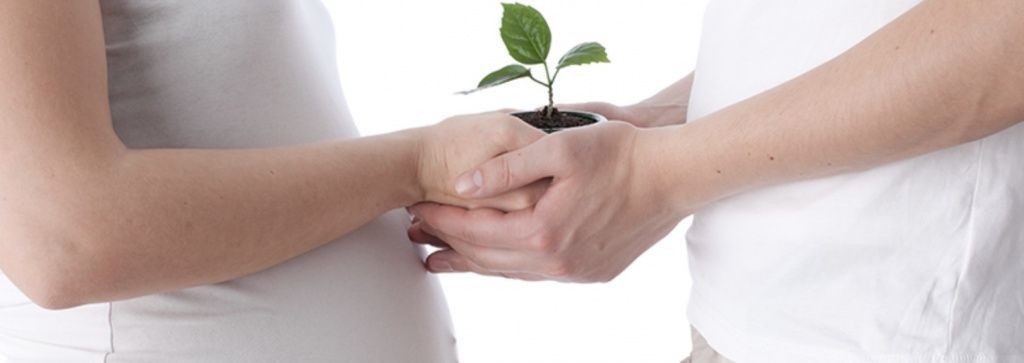 Боровая матка для зачатия: как применять?