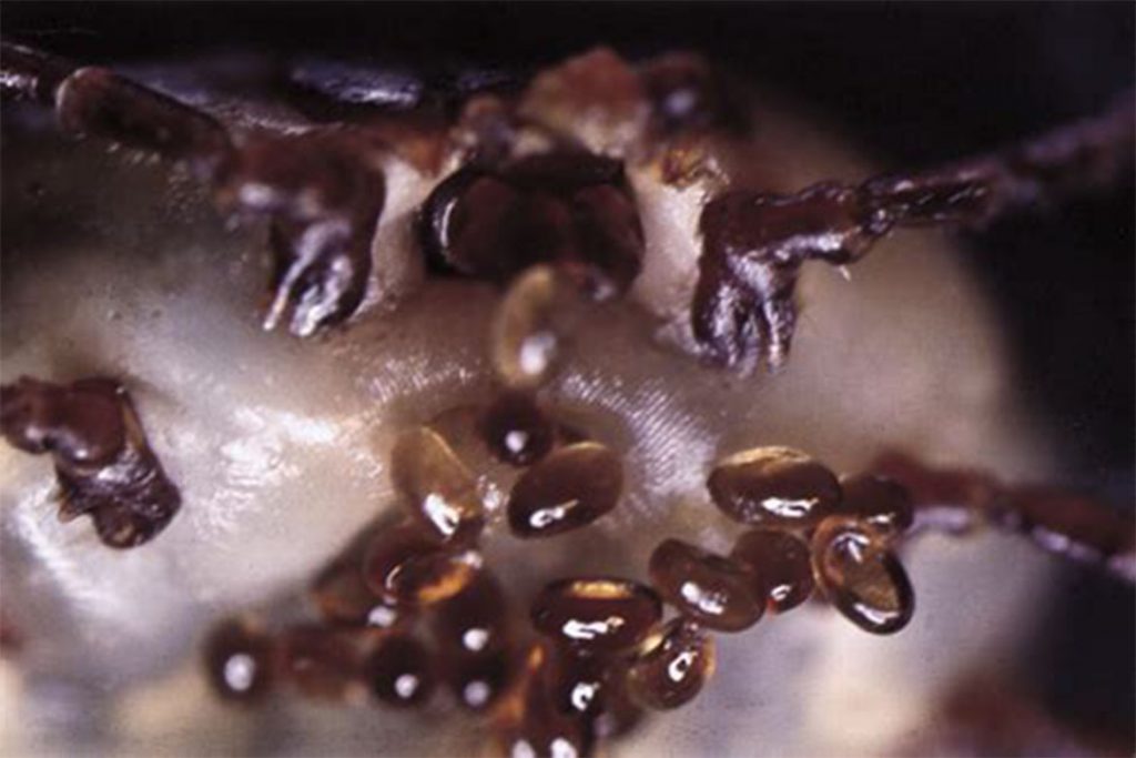 10 главных ошибок при защите от клещей