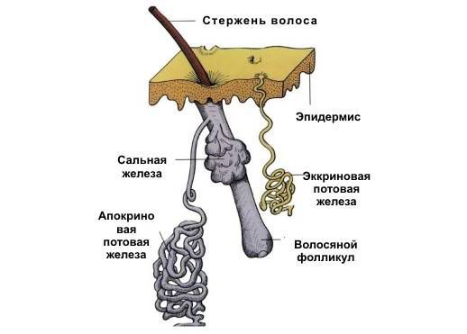 Профилактика и лечение потницы у новорожденных