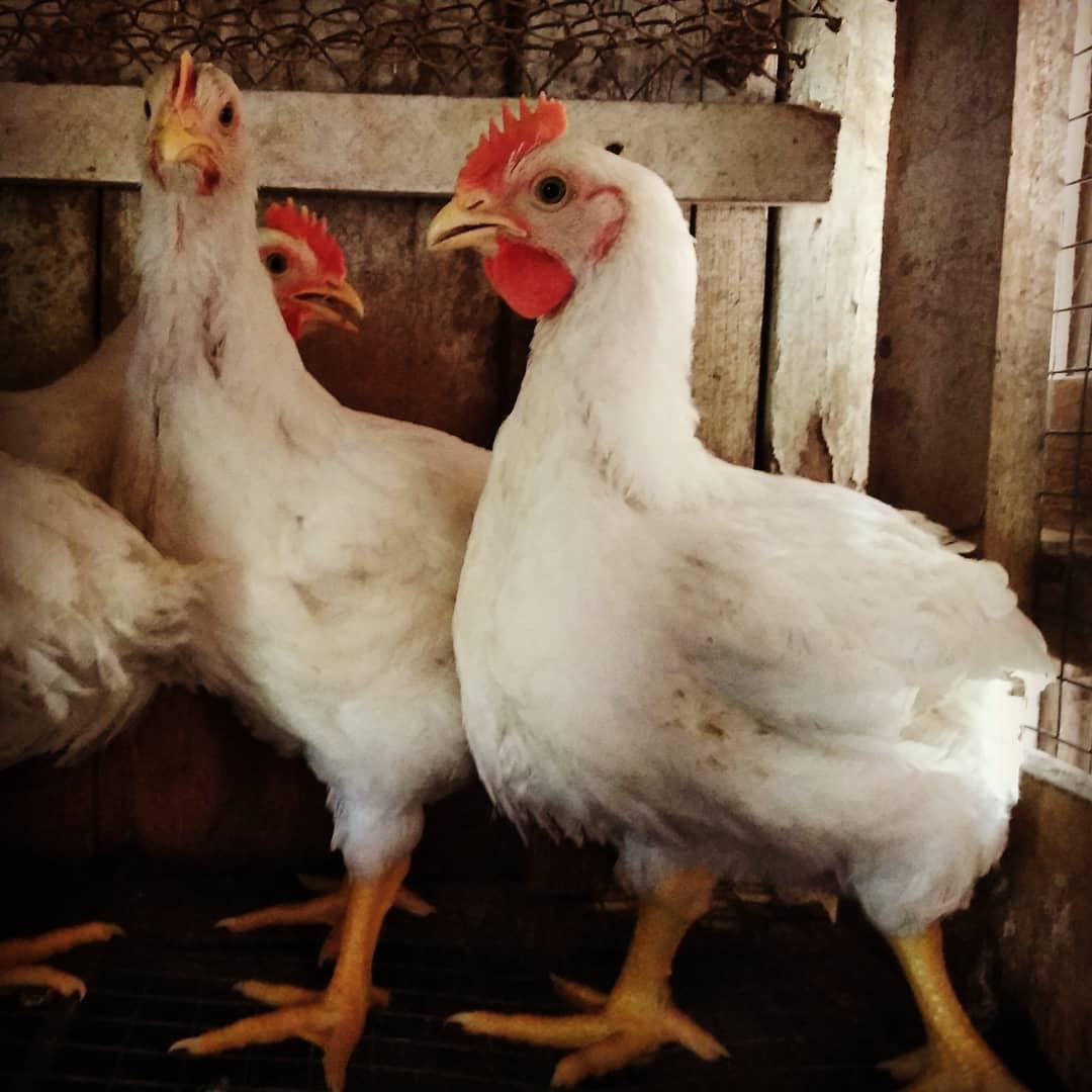 Почему летают птицы (как объяснить ребенку 3-5 лет)