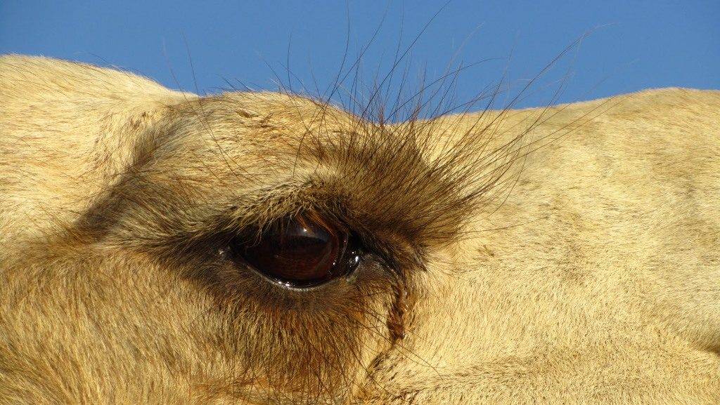 Как объяснить ребенку 3-5 лет зачем верблюду горбы