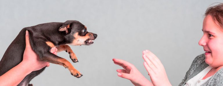 Ребенок боится собак: что делать родителям? советы психолога