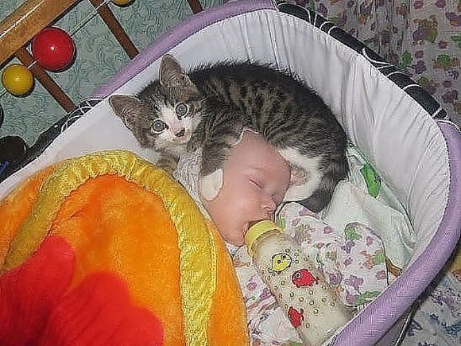 Почему кошка спит в детской кроватке примета