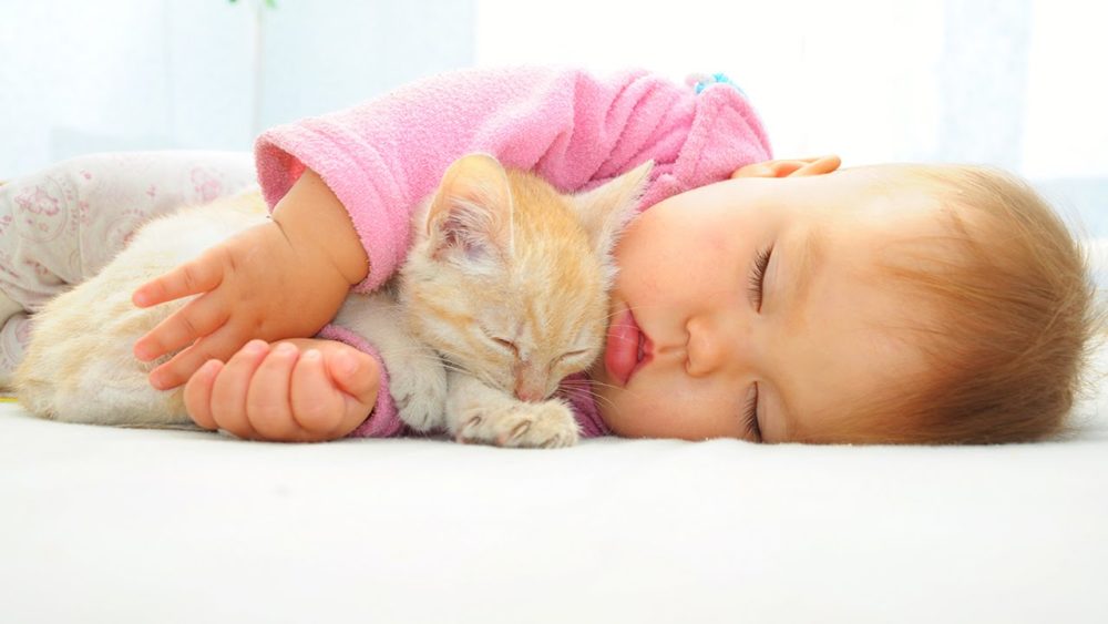 Список правил которые помогут приучить котенка к месту для сна в доме