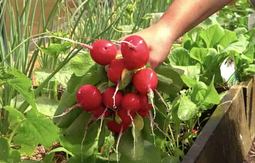 Можно ли редис кормящей маме?