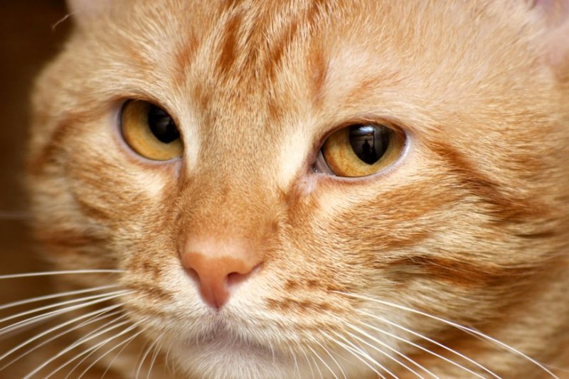 Почему кошки мурлыкают – ответ на вопрос ребенка 3-5 лет