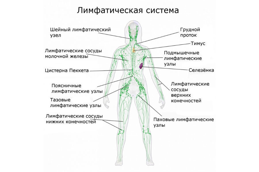 Лимфоузлы в кишечнике у ребенка — причины воспаления
