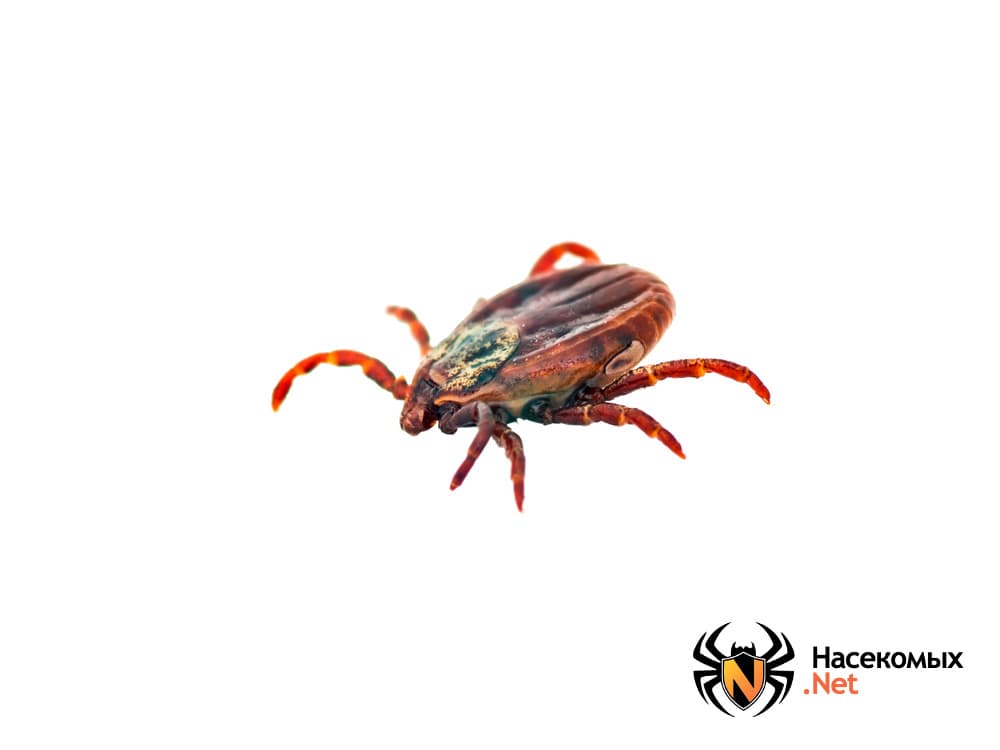 10 главных ошибок при защите от клещей