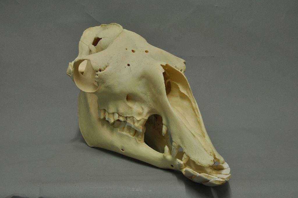 Как объяснить ребенку 3-5 лет зачем верблюду горбы