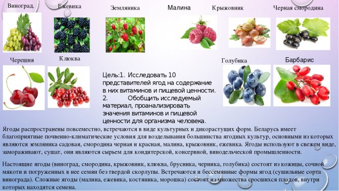 Полезные ягоды и травы, которые собирают в октябре-ноябре в саду и в лесу