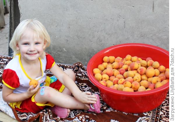 С какого возраста можно абрикосы ребёнку | уроки для мам