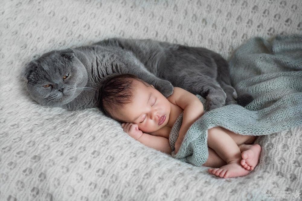 Почему кошки спят рядом с детьми