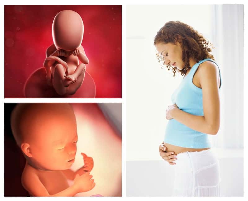 21 неделя беременности: что происходит в 6 месяц от зачатия?