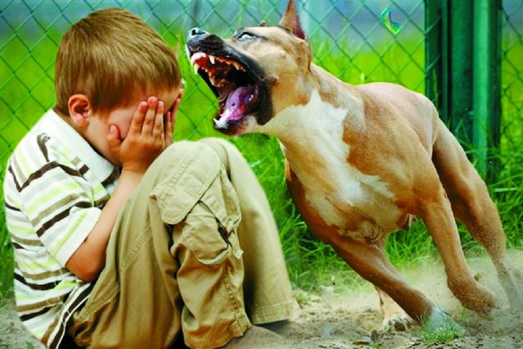 Что делать, если ребёнок боится собак?