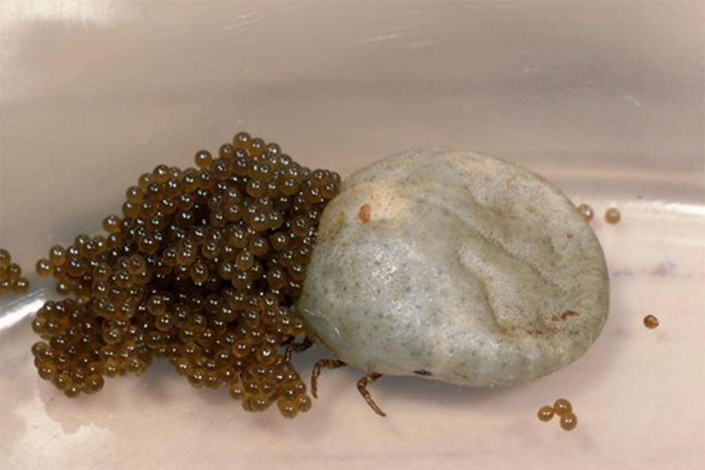 10 главных ошибок при защите от клещей