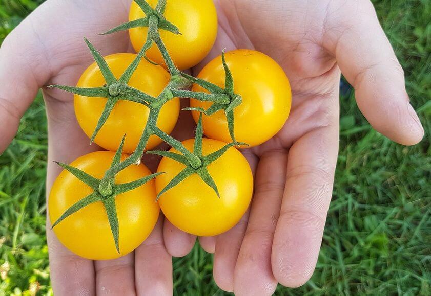 Помидоры для малыша – когда и как вводить их в рацион?