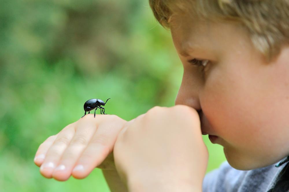 Как перестать бояться насекомых подростку. я боюсь насекомых. «я постаралась приручить свой страх»