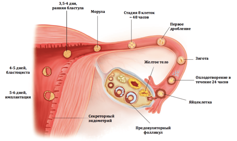 Где происходит яйцеклетки у женщины. Процесс овуляции и оплодотворение. Процесс оплодотворения яйцеклетки. Яйцеклетка после оплодотворения. Оплодотворение в маточной трубе.