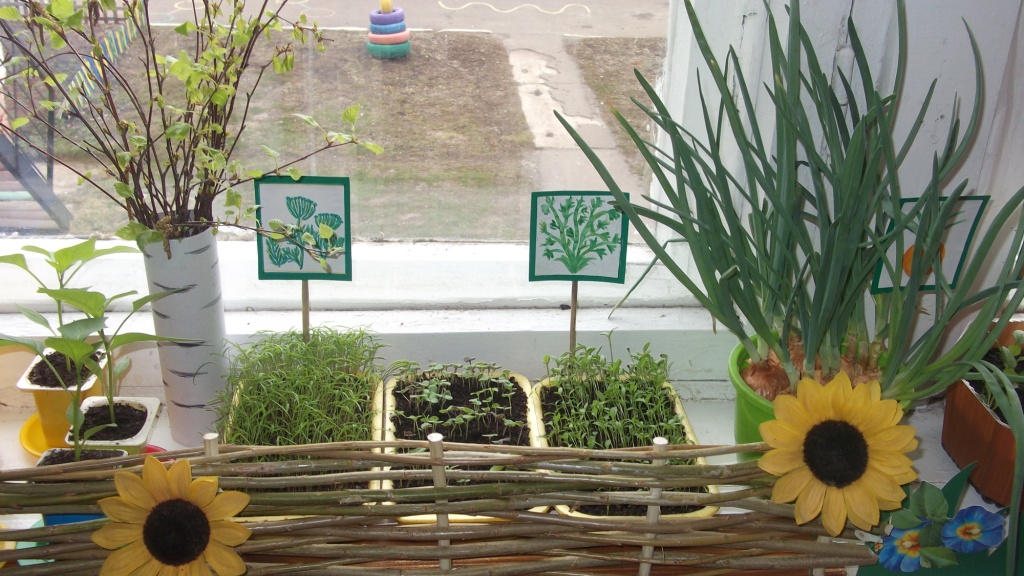 Польза укропа в период грудного вскармливания